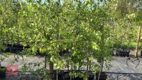 5 SILVER BIRCH TREES - 5