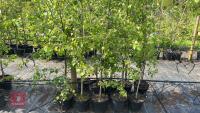 5 SILVER BIRCH TREES - 6