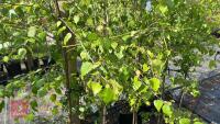 5 SILVER BIRCH TREES - 11