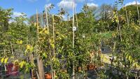 4 EUONYMUS RED CASCADES - 3