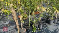 4 EUONYMUS RED CASCADES - 8