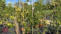 4 EUONYMUS RED CASCADES - 9
