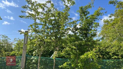 4 CRATAGEOUS ROSEA PLENA TREES
