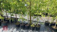 5 SILVER BIRCH TREES - 5