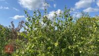 5 SILVER BIRCH TREES - 2