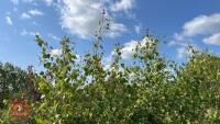 5 SILVER BIRCH TREES - 8