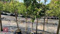 5 MIXED ORNAMENTAL TREES - 5