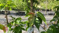 5 MIXED ORNAMENTAL TREES - 13