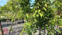 5 MIXED ORNAMENTAL TREES - 15