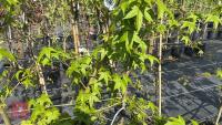 4 LIQUID AMBER STYRAC LANE ROBERTS TREES - 9