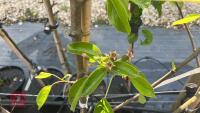 5 MIXED FRUIT TREES - 6