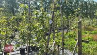 4 MALUS FLORIBUNDA TREES - 6
