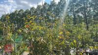4 EUONYMUS WILSONII TREES - 2