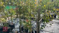 4 EUONYMUS WILSONII TREES - 5