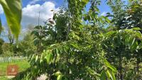 5 MIXED ORNAMENTAL TREES - 2