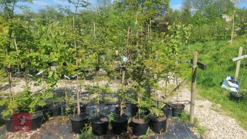 5 METASEQUOIA GLYPTOSTROBOIDES TREES