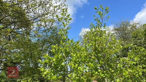 2 CRATAGEUS PRUNIFOLIA TREES