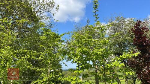 3 CARPINUS TREES