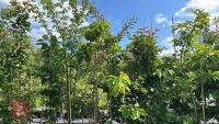 5 MIXED ORNAMENTAL TREES - 2