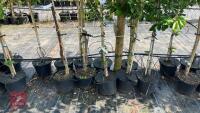 5 MIXED ORNAMENTAL TREES - 6