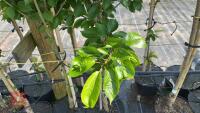 5 MIXED ORNAMENTAL TREES - 7