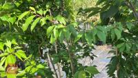 5 MIXED ORNAMENTAL TREES - 12