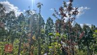 5 MIXED APPLE TREES - 2