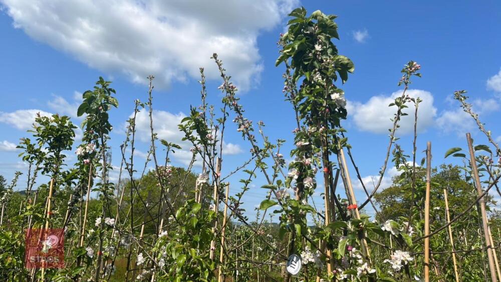 5 MIXED FRUIT TREES