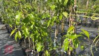 5 MIXED FRUIT TREES - 5