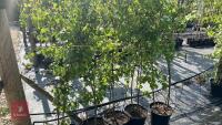 14 SILVER BIRCH TREES - 2