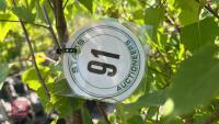 14 SILVER BIRCH TREES - 6