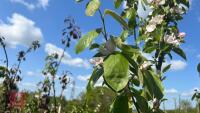 5 MIXED FRUIT TREES - 8