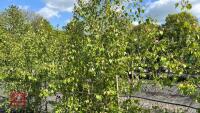 5 SILVER BIRCH TREES - 11