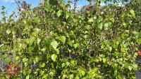 14 SILVER BIRCH TREES - 10