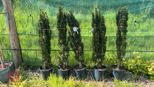5 TAXUS FASTIGINTA ROBUSTA