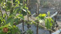 5 MIXED FRUIT TREES - 6