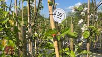 5 MIXED FRUIT TREES - 6