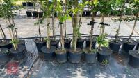 5 MIXED ORNAMENTAL TREES - 4