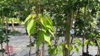 5 MIXED ORNAMENTAL TREES - 5