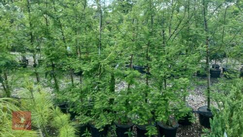 5 METASEQUOIA GLYPTOSTROBOIDES TREES