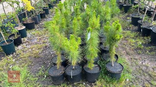 24 PINUS RADIATA TREES
