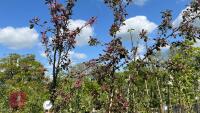 3 MALUS TRANSITORIA GULLIVER TREES - 4