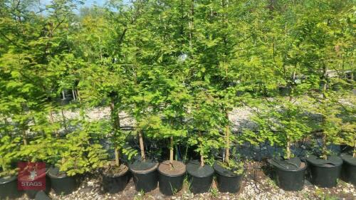 5 METASEQUOIA GLYPTOSTROBOIDES TREES