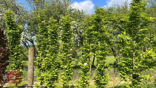 7 CARPINUS FASTIGIATA TREES