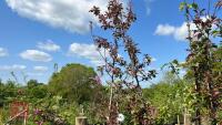2 MALUS TRANSITORIA GULLIVER TREES - 2