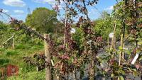 2 MALUS TRANSITORIA GULLIVER TREES - 4