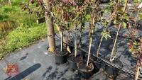 2 MALUS TRANSITORIA GULLIVER TREES - 5