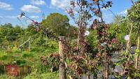 2 MALUS TRANSITORIA GULLIVER TREES - 7