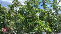 5 MIXED ORNAMENTAL TREES - 2