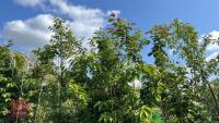 5 MIXED ORNAMENTAL TREES - 3